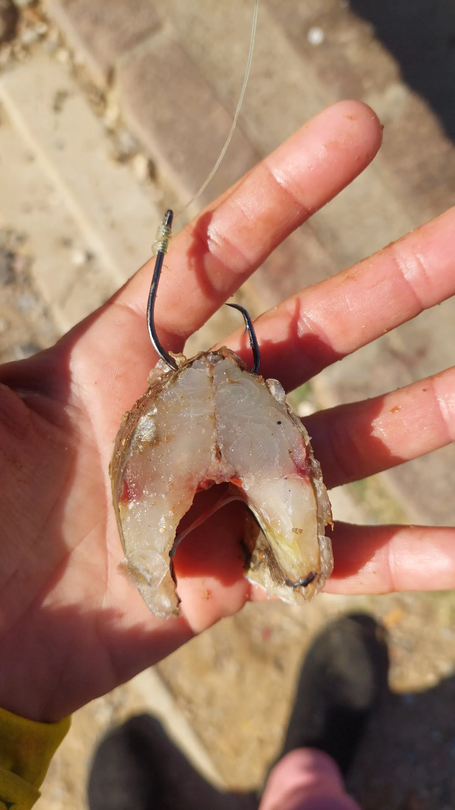Fish chunk baited on a hook