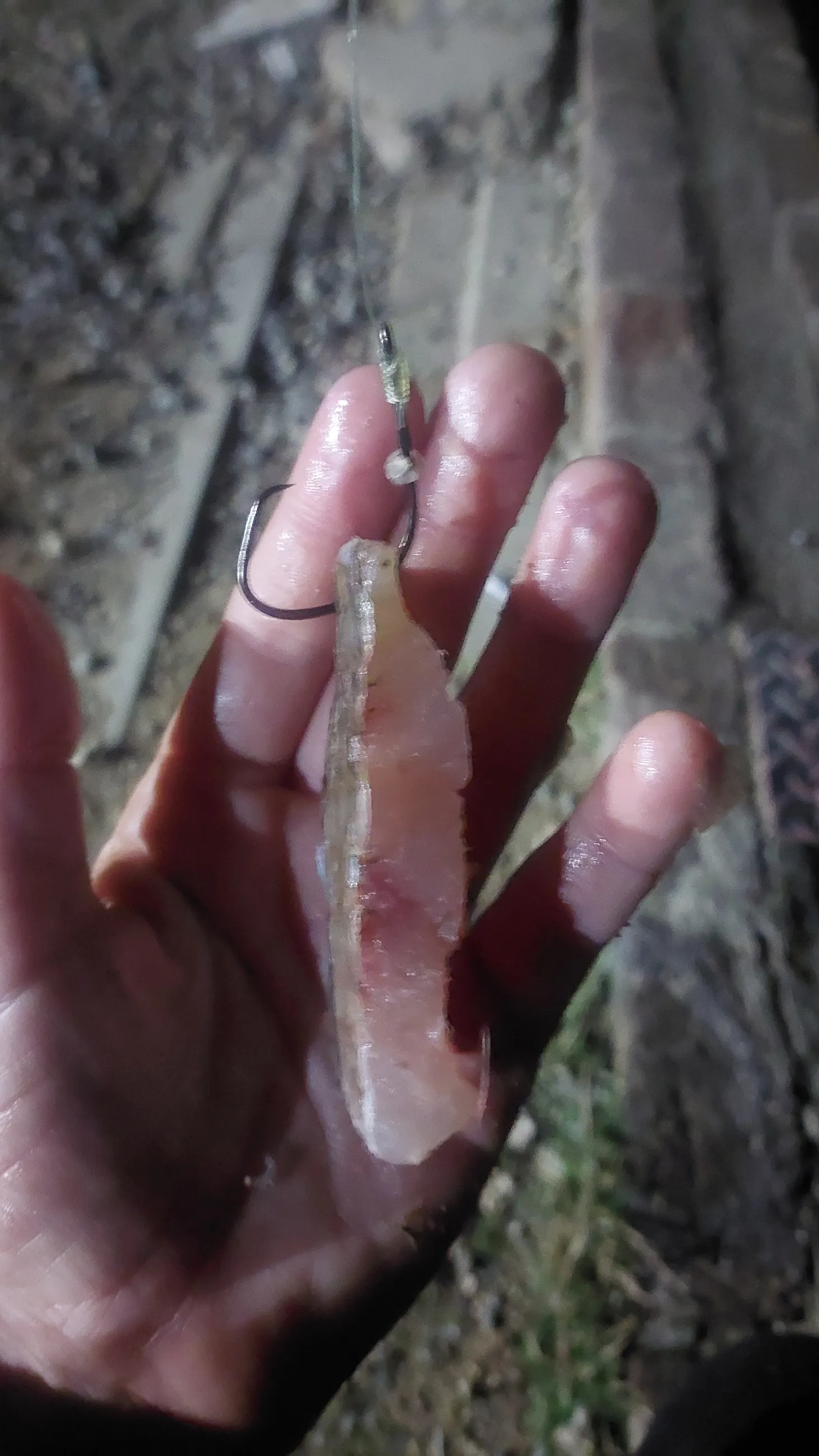 Fish fillet strip baited on a hook