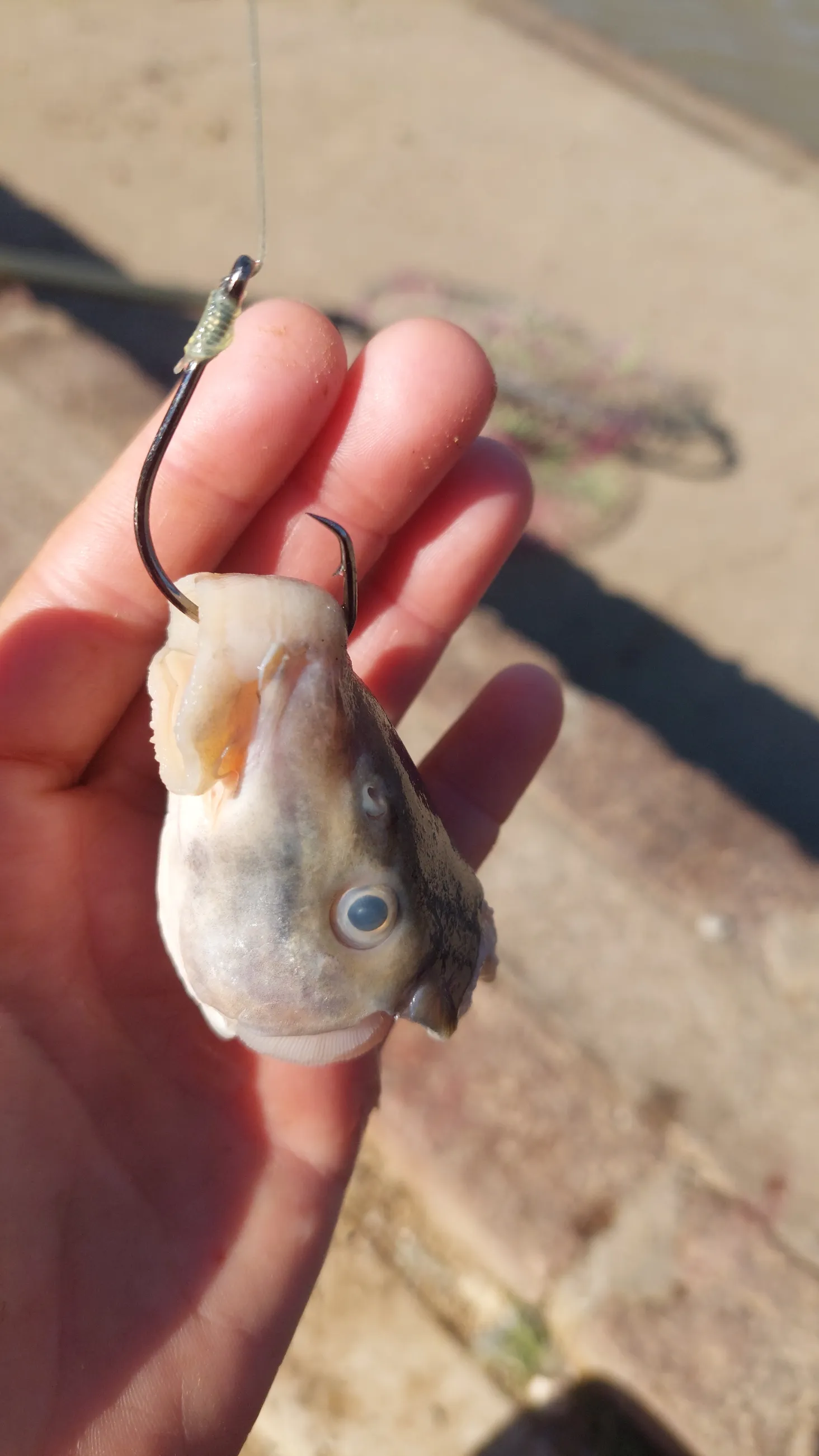 Fish head baited on a hook